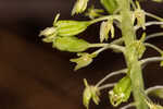 Green adder's-mouth orchid